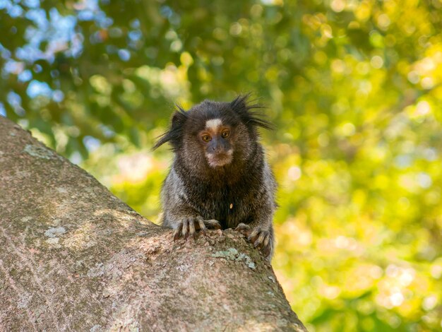 Foto eichhörnchen gegen bäume