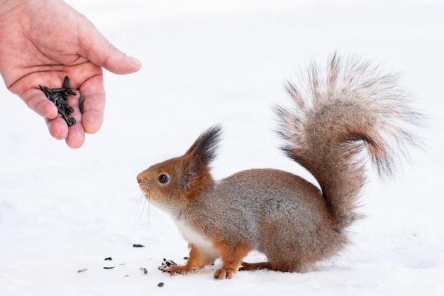 Eichhörnchen greift nach der Nuss