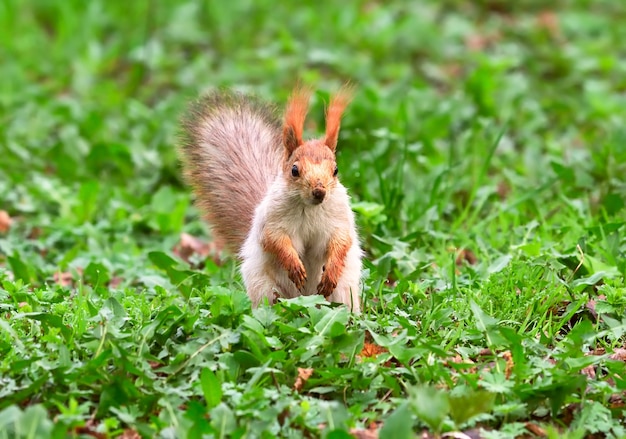 Eichhörnchen im Frühling in Sibirien Das Eichhörnchen steht im dichten Gras mit vollem Gesicht