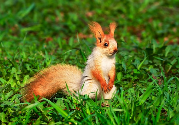 Eichhörnchen im Frühling in Sibirien Ein junges Eichhörnchen frisst im grünen Gras