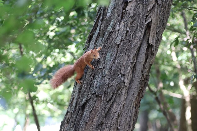 Eichhörnchen im Herbst auf einem Baum unter grünen Blättern Eichhörnchen Spaziergänge im Park