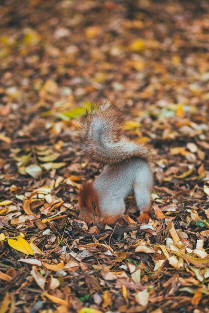 Eichhörnchen im Herbstpark