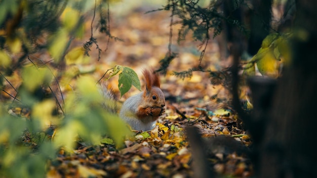 Eichhörnchen im Herbstpark