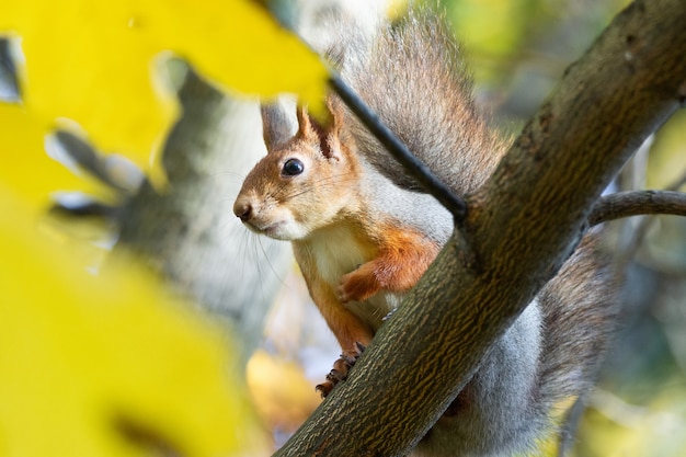 Eichhörnchen im Herbstpark