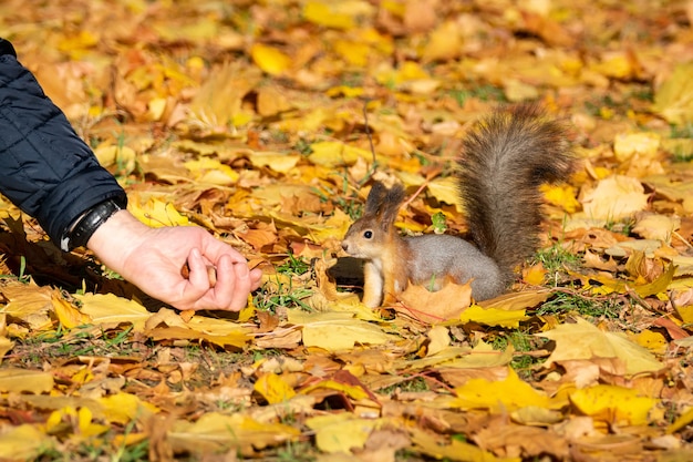 Eichhörnchen im Herbstpark