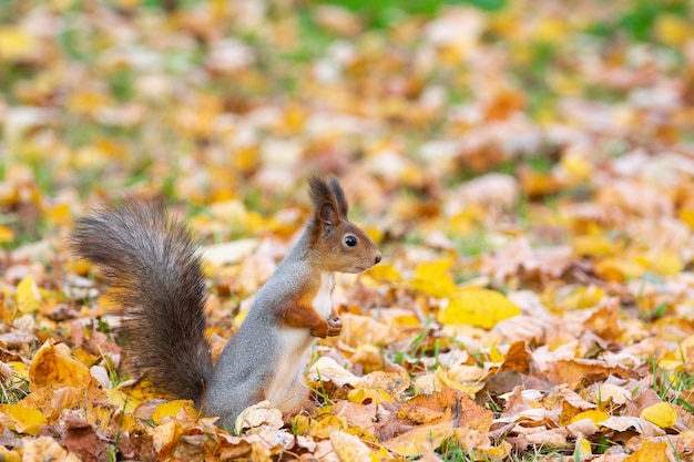 Eichhörnchen im Herbstpark