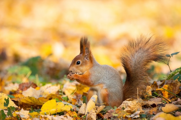 Eichhörnchen im Herbstpark