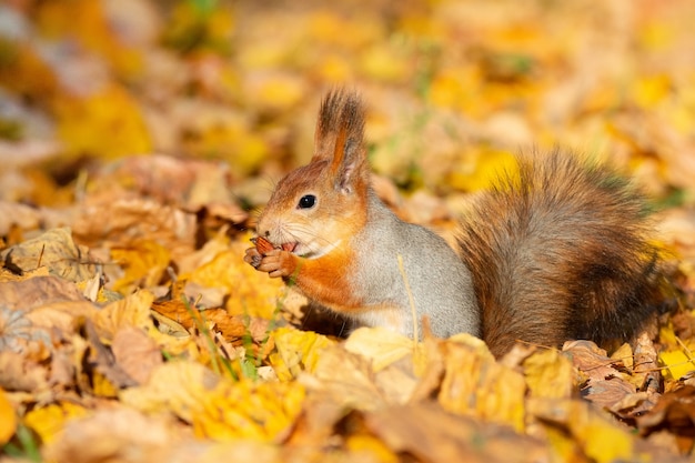 Eichhörnchen im Herbstpark