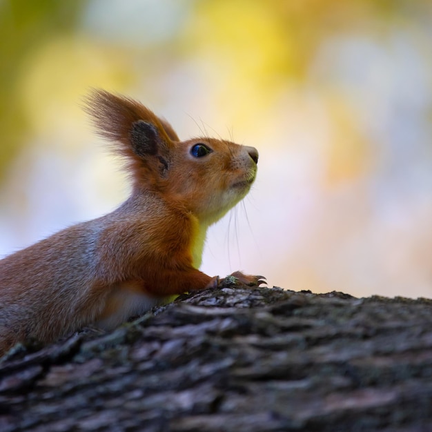 Eichhörnchen im Park auf einem Baum Tiere in der Natur