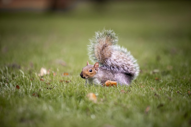 Foto eichhörnchen im park im herbst nahaufnahme eines schönen eichhörnchens, das nach nahrung sucht