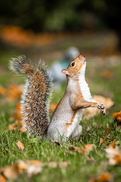 Eichhörnchen im Park im Herbst Nahaufnahme eines schönen Eichhörnchens, das nach Nahrung sucht