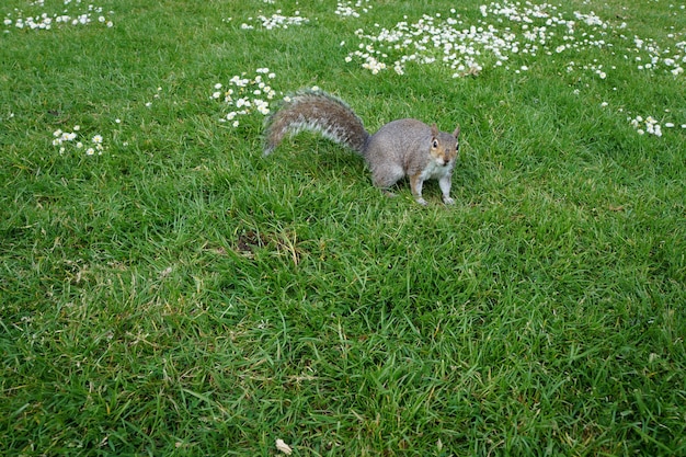 Eichhörnchen im Park