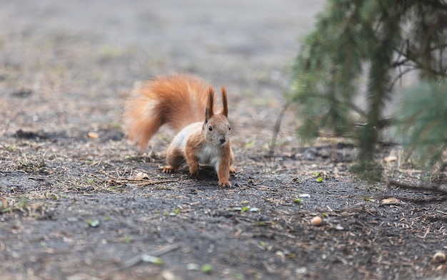 Eichhörnchen im Park