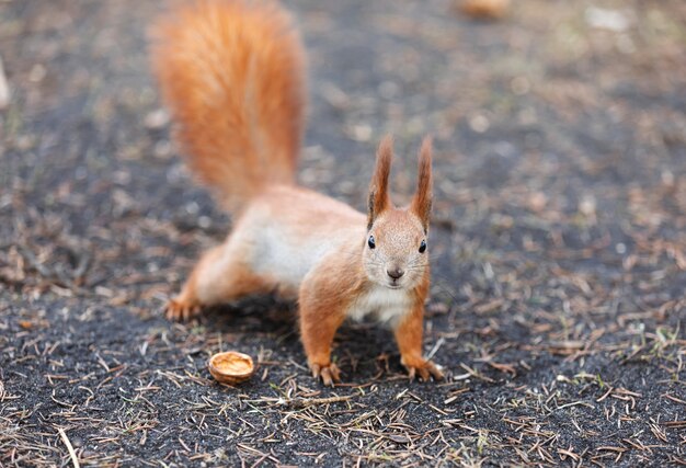 Eichhörnchen im Park