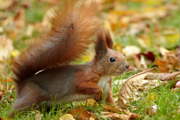 Eichhörnchen im Parkland jagt auf Nüssen