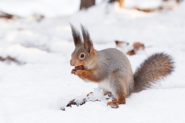 Eichhörnchen im Schnee