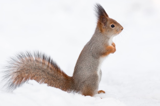 Eichhörnchen im Schnee