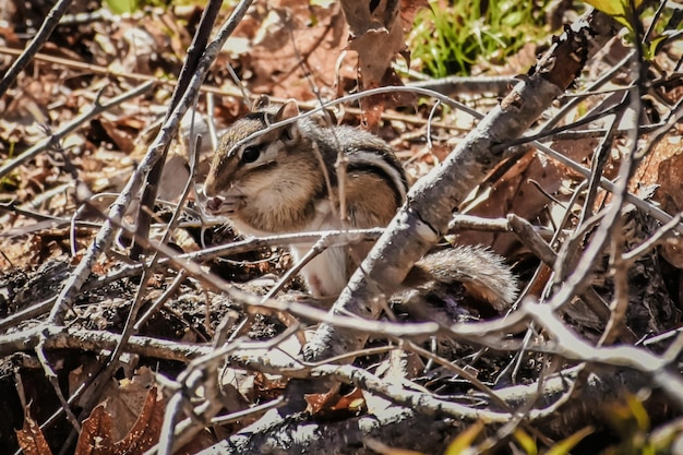 Foto eichhörnchen im wald