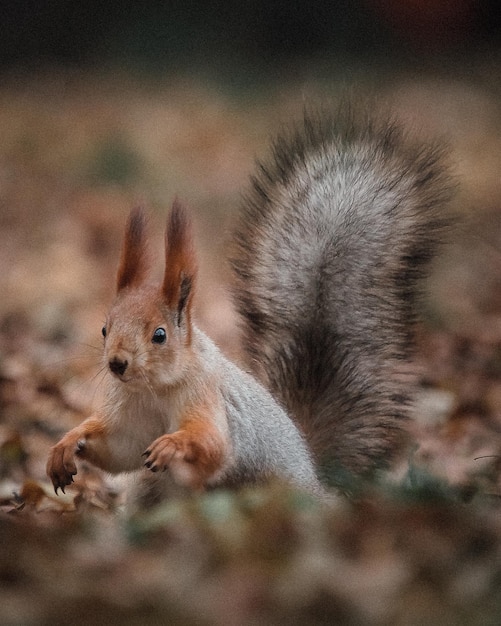 Foto eichhörnchen im wald