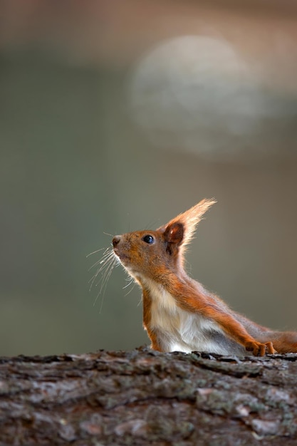 Eichhörnchen im Wald