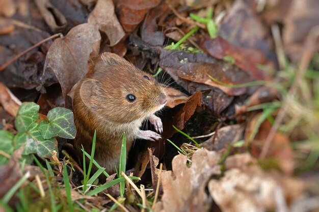 Eichhörnchen im Wald