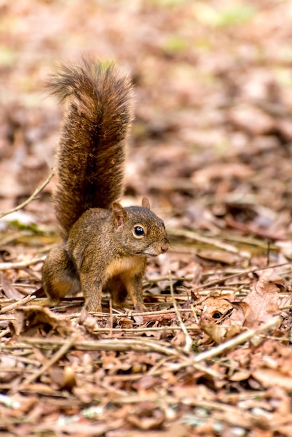 Eichhörnchen im wilden Blick in die Kamera