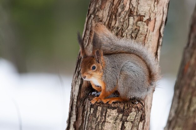Eichhörnchen im Winter sitzt auf einem Baumstamm mit Schnee Eurasisches rotes Eichhörnchen Sciurus vulgaris sitzt auf einem Ast, der im Winter mit Schnee bedeckt ist