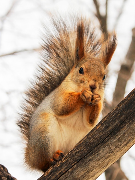 Eichhörnchen in der Winterfärbung, die auf einem Ast isst