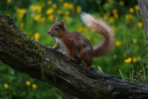 Eichhörnchen in seinem Garten