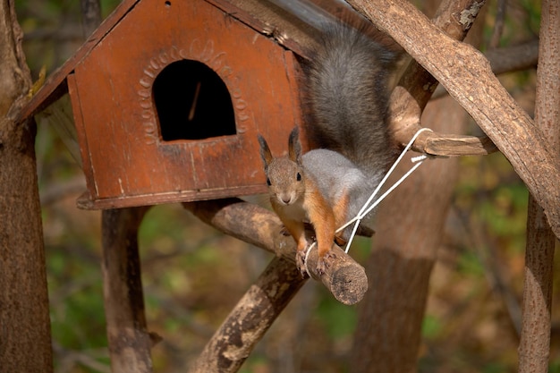 Eichhörnchen in seinem Haus