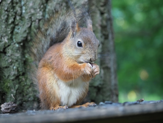 Eichhörnchen isst eine Nuss