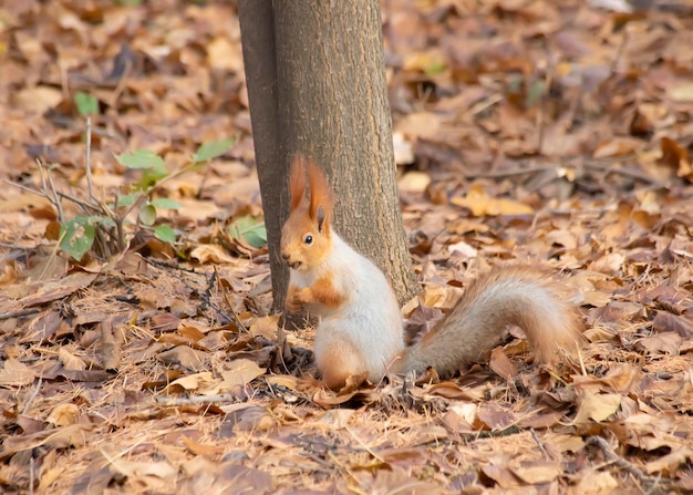 Eichhörnchen isst eine Nussszene Eichhörnchen in der Natur