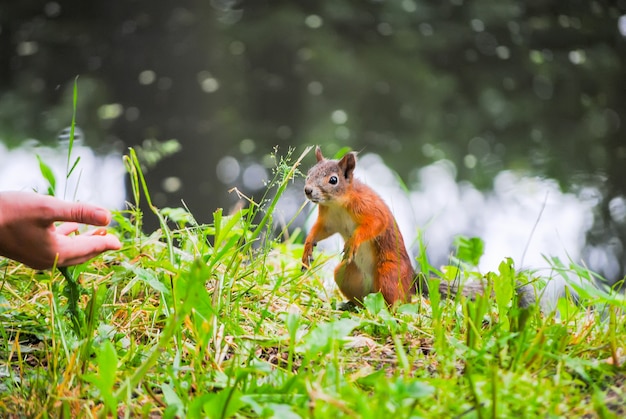 Eichhörnchen isst Nüsse aus den Händen des Mädchens