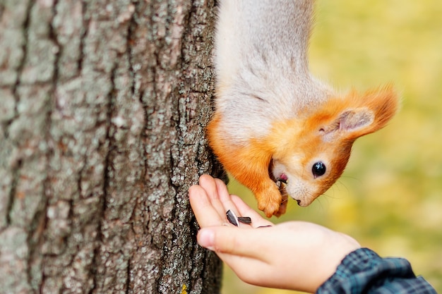 Eichhörnchen isst vom Holz im Wald.