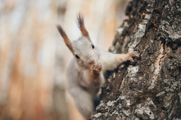 Eichhörnchen klettert auf einen Baum. Das Gesicht des Tieres hautnah.