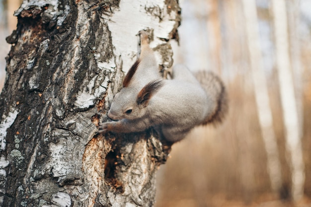 Eichhörnchen klettert auf einen Baum