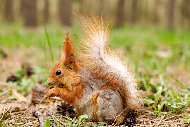 Eichhörnchen knabbert an einer Nuss in einem Kiefernwald