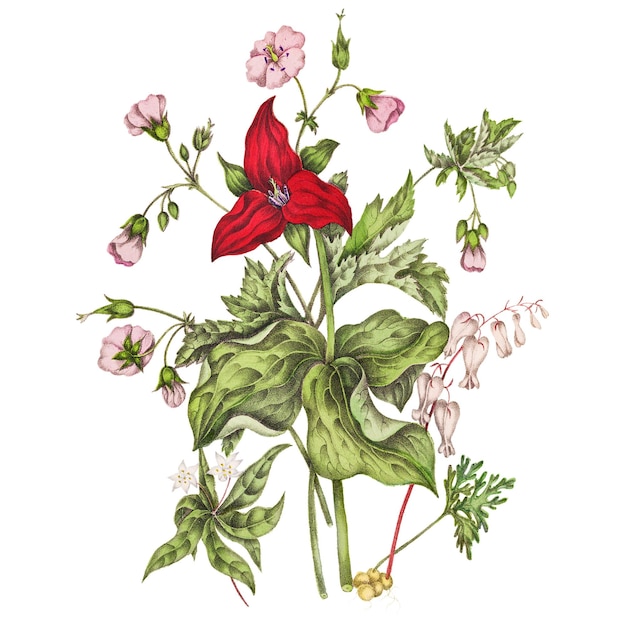 Eichhörnchen Mais Purple Trillium Wild Geranium und Starflower Blumenstrauß durchsichtig png