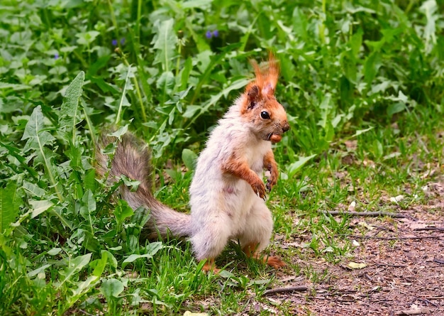 Eichhörnchen mit einer Nuss im Mund