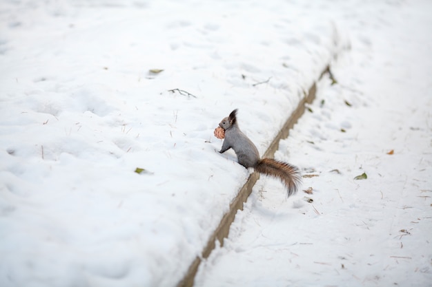 Eichhörnchen mit Zedernkegel auf Schnee. Winterpark oder Wald