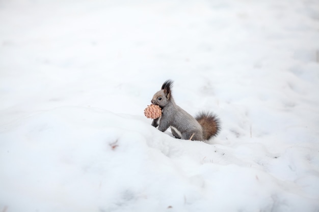 Eichhörnchen mit Zedernkegel auf Schnee. Winterpark oder Wald