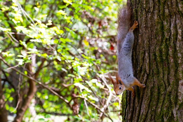 Eichhörnchen Nahaufnahme auf einem Baumstamm im Wald an einem sonnigen Tag