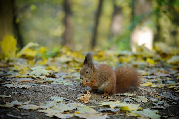 Eichhörnchen-Nahaufnahme isst Nüsse vor dem Hintergrund des Waldes