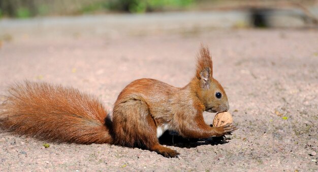 Eichhörnchen Nahaufnahme Porträt