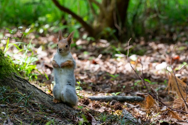 Eichhörnchen Nahaufnahme unter Herbstlaub im Wald