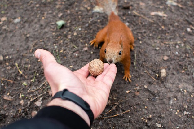 Eichhörnchen nimmt eine Nuss aus seiner Hand