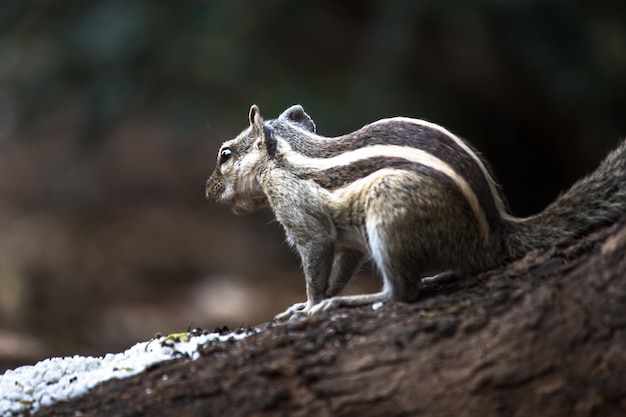Eichhörnchen oder Nagetier oder auch als Chipmunk bekannt, das auf dem Baumstamm pausiert