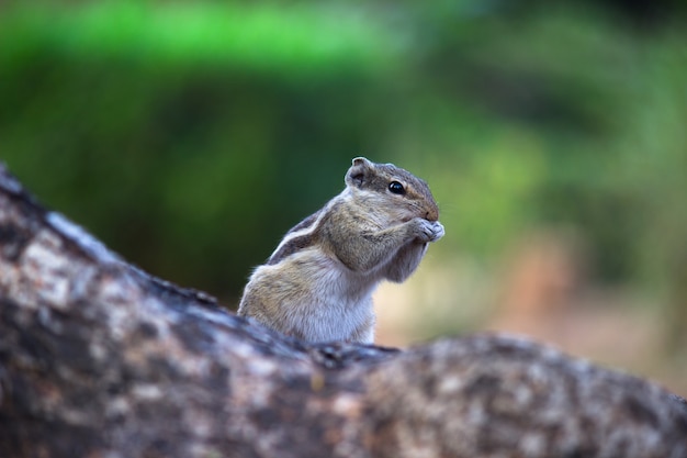 Eichhörnchen oder Nagetier oder auch bekannt als Chipmunk auf dem Baumstamm in einem weichen, schönen Hintergrund