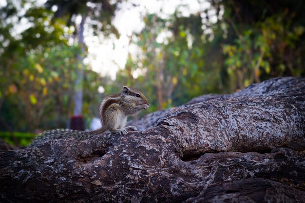 Eichhörnchen oder Nagetier oder auch bekannt als Chipmunk auf dem Baumstamm in einem weichen, verschwommenen Hintergrund