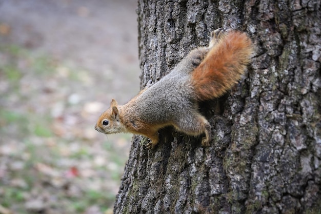 Eichhörnchen posiert im Wald